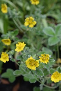 Potentilla argyrophylla Golden Starlit